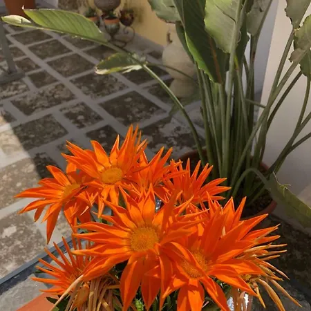 Konukevi Corte La Rosa Nardò